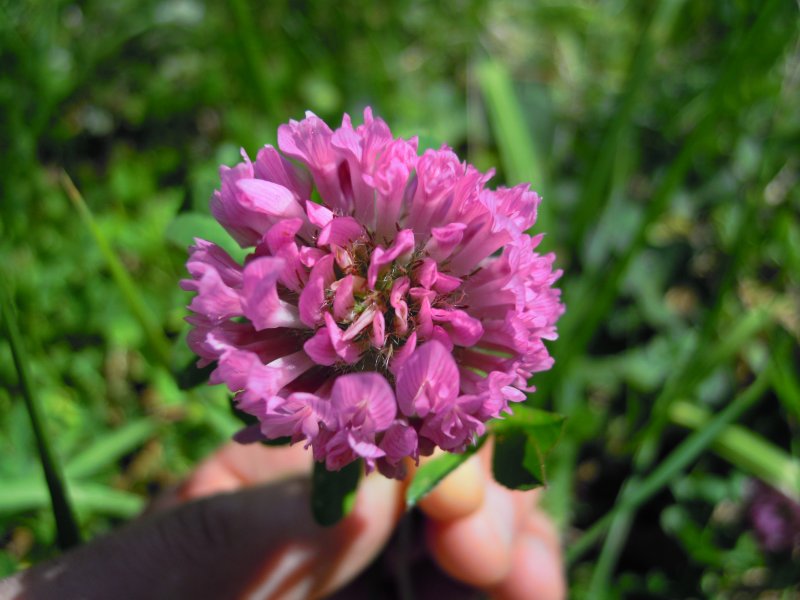 Trifolium pratense